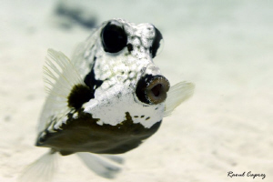 A great singer underwater :-) by Raoul Caprez 